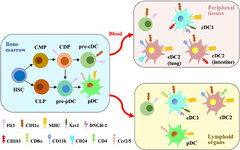 Frontiers | Insights into dendritic cell maturation during ...