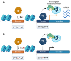 Decoding%20Non-coding%20Variants:%20Recent%20Approaches%20to%20Studying%20Their%20...