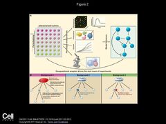 Principles%20and%20Strategies%20for%20Developing%20Network%20Models%20in%20Cancer%20-%20ppt