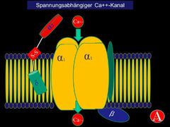 G Protein Coupled Receptor Altmeyer