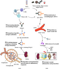 Frontiers | IgA vasculitis update: Epidemiology, pathogenesis, and ...