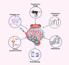 Frontiers | Bacteria-based immunotherapy for cancer: a systematic ...