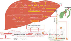 Frontiers | Primary biliary cholangitis: molecular pathogenesis ...