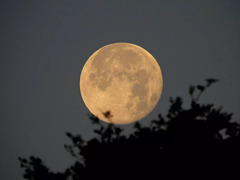 Full moon will bloom in the night sky today and you don't want to ...