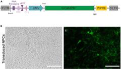 Frontiers | Functional maturation of human iPSC-derived pyramidal ...