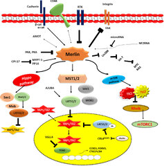 Frontiers | Malignant mesothelioma tumours: molecular pathogenesis ...