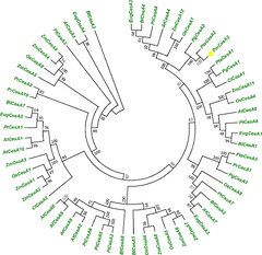 Barley Transcription Factor hverf2 11