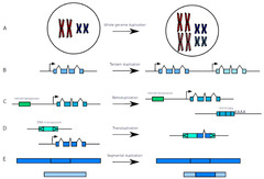 Tandem exon duplication (Duplication Mechanism Logo)