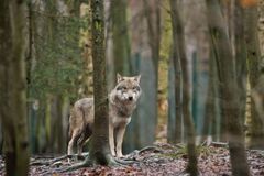 Wolves%20Are%20Back%20In%20Germany,%20But%20Not%20Always%20Welcome%20:%20NPR