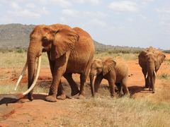 Inside the Effort to Prevent Conflict Between Humans and Elephants ...