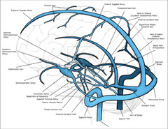 Normal%20variations%20in%20MR%20venography%20that%20may%20cause%20pitfalls%20in%20the%20...