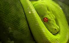 Why%20Python%20becomes%20popular%20%7C%20VironIT