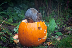 30+ wildlife-themed pumpkin carving ideas - Discover Wildlife