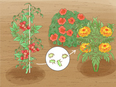 How to Grow a Tomato Plant (with ) - wikiHow