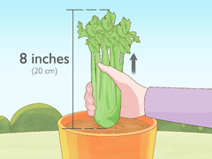 3 Ways to Grow Celery Indoors - wikiHow