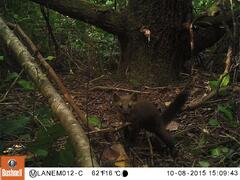 Humboldt Marten Shy