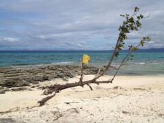 Malapascua, Cebu, Philippines - of the thresher sharks