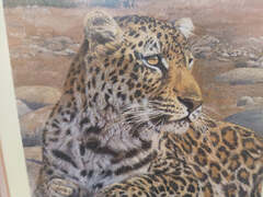 Vintage Leopard Signed of a Leopard Anthony Gibbs ...