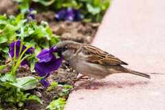 How%20to%20Keep%20Birds%20Out%20of%20Your%20Garden,%20According%20to%20Experts