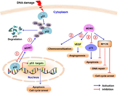 Targeting the p53-MDM2 pathway for neuroblastoma therapy: Rays of ...