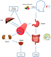 Nutrients |-Text | The Potential Roles of Dietary ...