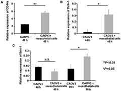 Mesothelial cells facilitate cancer stem‑like properties in ...