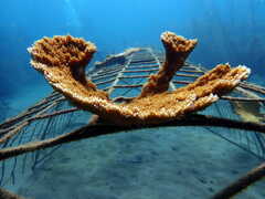 New Biorock coral reefs in Grenada - Global Coral Reef Alliance