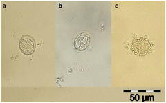 Pathogens |-Text | The In Vitro Anticoccidial Activity ...