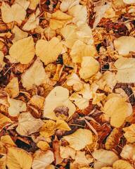 Autumn leaves · Stock Photo