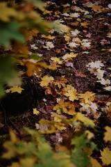 Close up of Autumn Leaves · Stock Photo