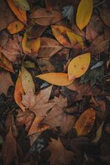 A Close-Up Shot of Leaves in Autumn Colors · Stock Photo