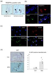 Pharmaceutics |-Text | Mesenchymal Stem/Stromal Cells in ...