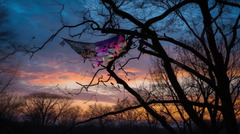 Colorful Kite In A Tree At Sunset Background, A Kite Entwined In A ...