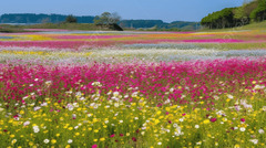 Large Field Of Wildflowers In Japan Background, Flower Field In ...