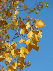 HD : poplar, yellow leaves, falling leaves, autumn ...