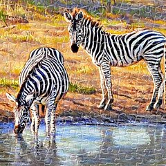 Three Zebra Group Tapestry Afghan Throw Blanket (Webby 252 Piece Jigsaw Puzzle - Zebra in The grasslands - 252 Pieces Puzzles for Kids and Family, 11.4 x 16.93)