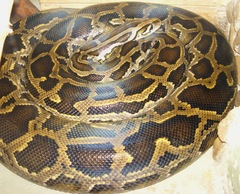 Python%20(genus)%20-%20Wikipedia