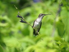 ruby throated hummingbird | walking on a country road