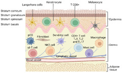 Sci. Pharm. |-Text | In Vitro and Ex Vivo Models for ...