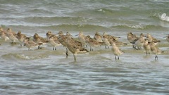 Shorebirds - City of Moreton Bay