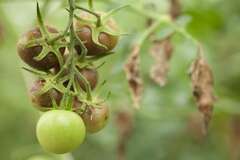 Diagnosing and Treating Three Common Tomato Fungal Diseases