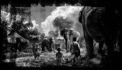 Human-Wildlife Conflict: Understanding the Impact on Elephants and ...