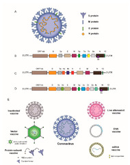 Vaccines |-Text | Comparison and Analysis of ...