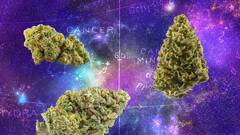 Which Weed Strain Are You Based on Your Zodiac Sign? | Them