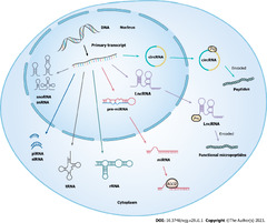 Emerging%20roles%20of%20non-coding%20RNAs%20in%20colorectal%20cancer%20oxaliplatin%20...