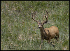 Mule deer