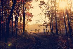 Evening Forest Path Sunbeams