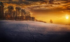 Evening Snow Landscape Trees