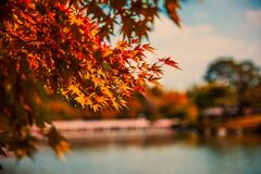 Maple Tree Autumn Lake