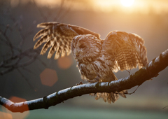 Owl Sitting On Branch